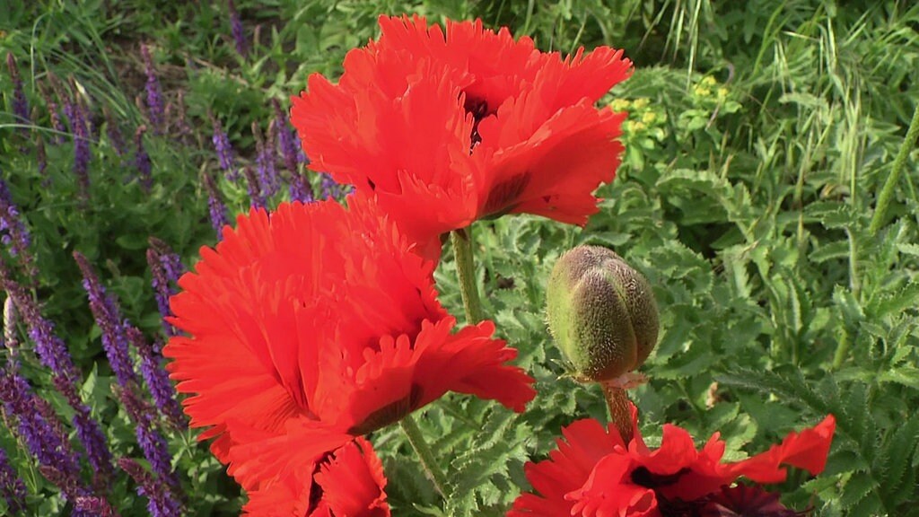 Turkischer Mohn Und Klatschmohn Pflegen Und Vermehren Mdr De