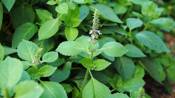 Indisches Basilikum Tulsi mit Blütenstand