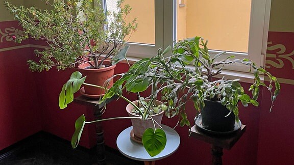 Drei Pflanzen stehen auf Tischchen in einem Treppenhaus.
