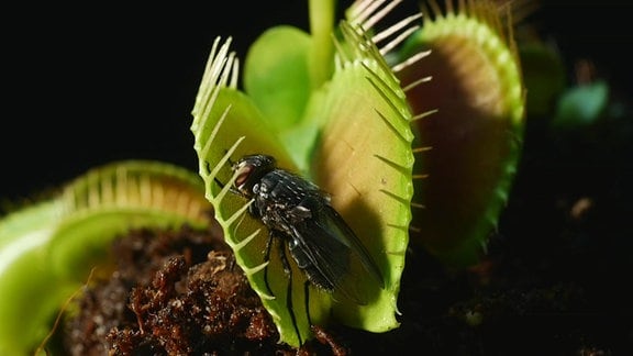 Fleischfressende Pflanze mit Fliege