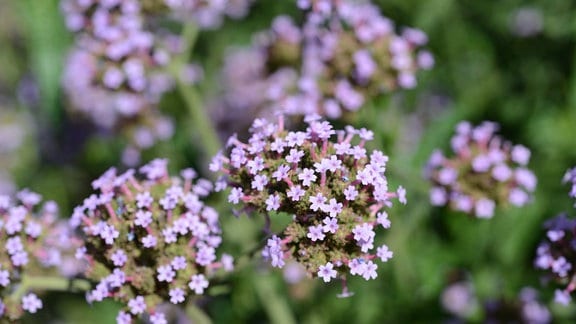 Blüten einer Verbena bonariensis, d.i. Patagonisches Eisenkraut 