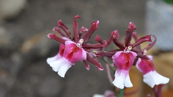 Orchideen Vuylstekeara