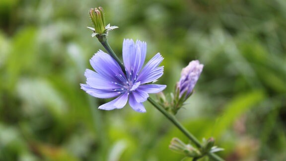 blaue Blüte einer Wegwarte, Zichorie