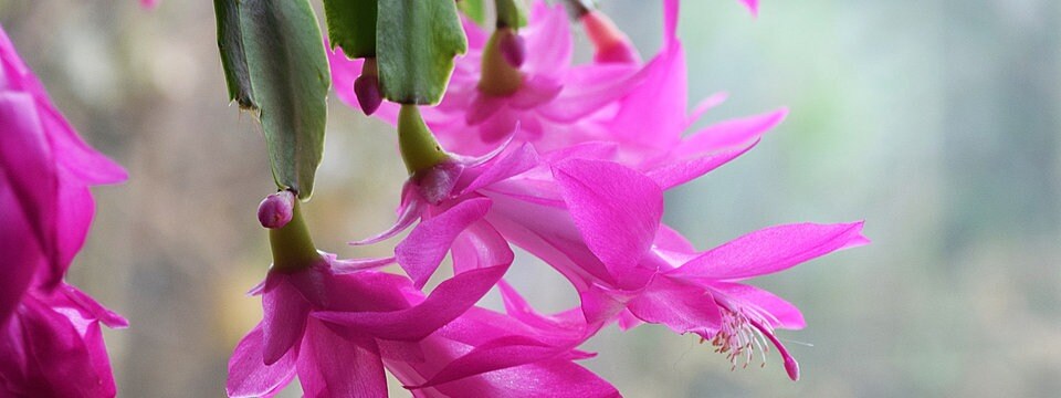 Epiphyllum Weihnachtskaktus Schlumbergera Ara Brazil kräftige Jungpflanze 9er To 
