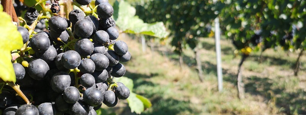 Wann Wird Wein Zurückgeschnitten