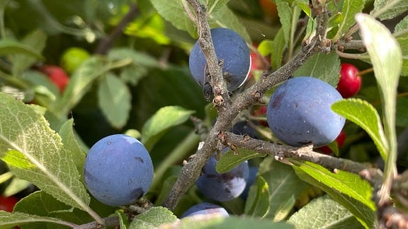Die blauen Früchte von Schlehen wachsen an einem Zweig.