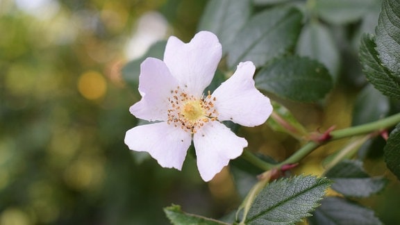 Die weiße ungefüllte Blüte einer Wildrose