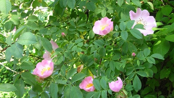 Rosa blühende Wildrosen an einem Strauch