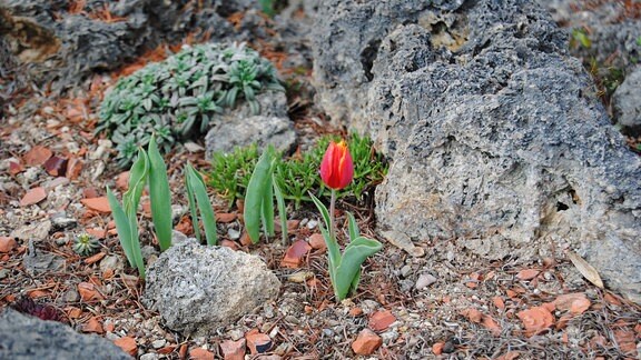 Kleine Tulpe in einem Steingarten