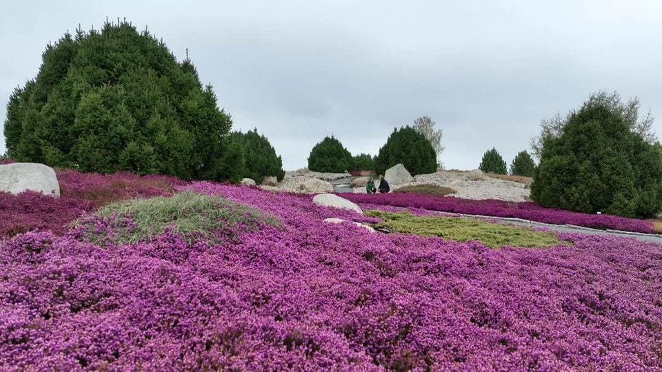 Der Unterschied zwischen Winter und Sommerheide MDR.DE