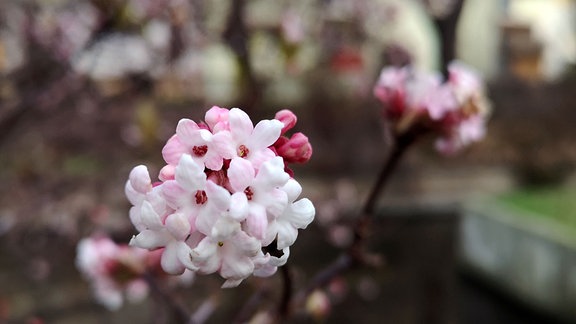 Weiß rosa Blüten an einem sonst kahlen Strauch