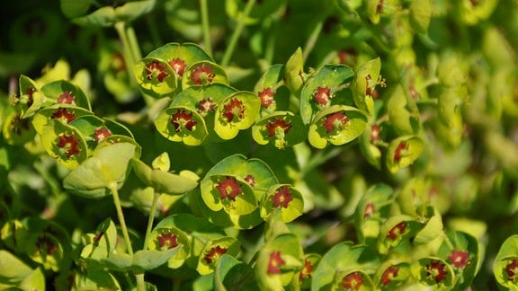 Gold-Wolfsmilch (Euphorbia polychroma 'Purpurea')