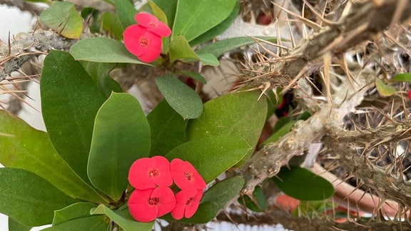 Christusdorn (Euphorbia-milii)