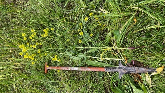 Ein langer Unkrautstecher liegt neben einer ausgestochenen Orientalischen Zackenschote (Orientalisches Zackenschötchen) im Gras