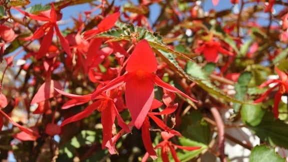 Leuchtend rote Blüten mit spitzen Blättern. 