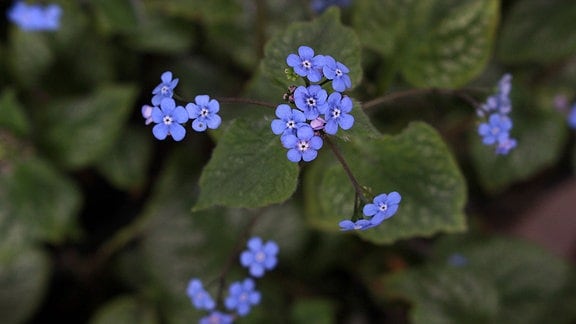 Kaukasusvergissmeinnicht Kleine blaue Blüten des Kaukasusvergissmeinnichts