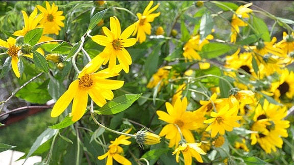 Sonnenblumen der Sorte Topinambur