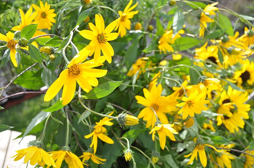 Ziergarten Winterharte Sonnenblumen MDR.DE