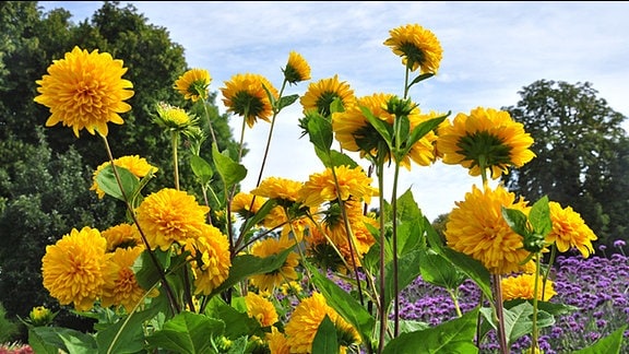 Mehrjährige StaudenSonnenblumen als leuchtend gelbe Zaungucker MDR.DE