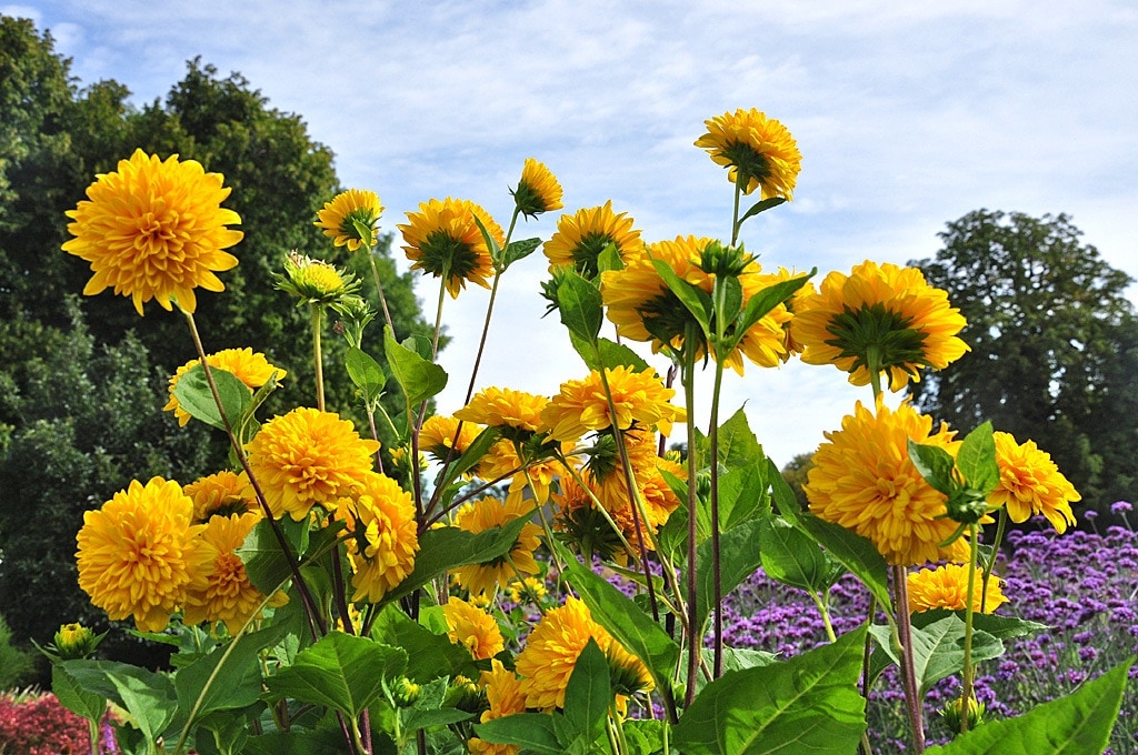 Ziergarten Winterharte Sonnenblumen MDR.DE