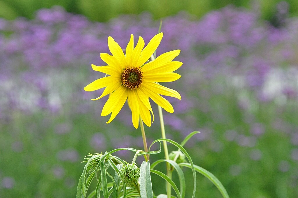 Ziergarten Winterharte Sonnenblumen MDR.DE