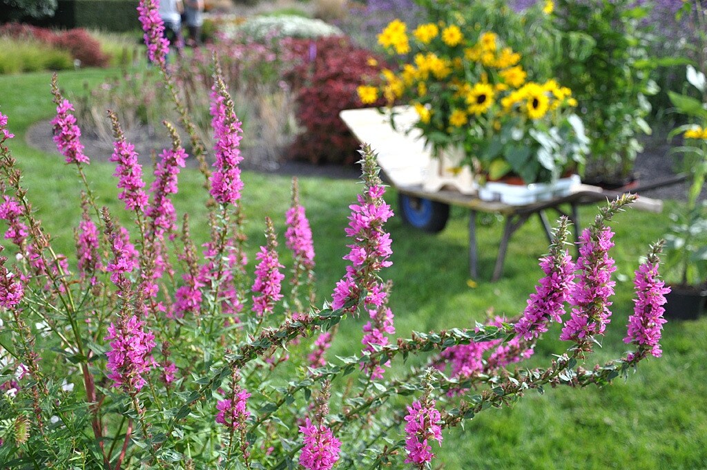 Ziergarten Winterharte Sonnenblumen MDR.DE