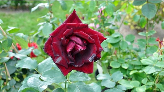 Rose der Sorte Papa Meilland