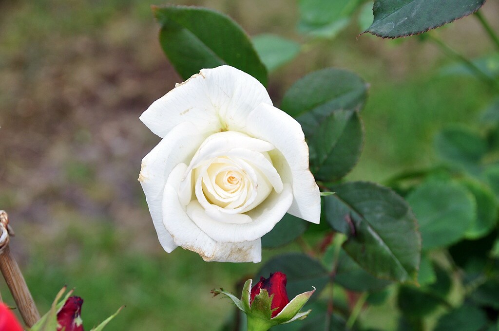 Duftrosen Diese Blüten riechen besonders intensiv MDR.DE