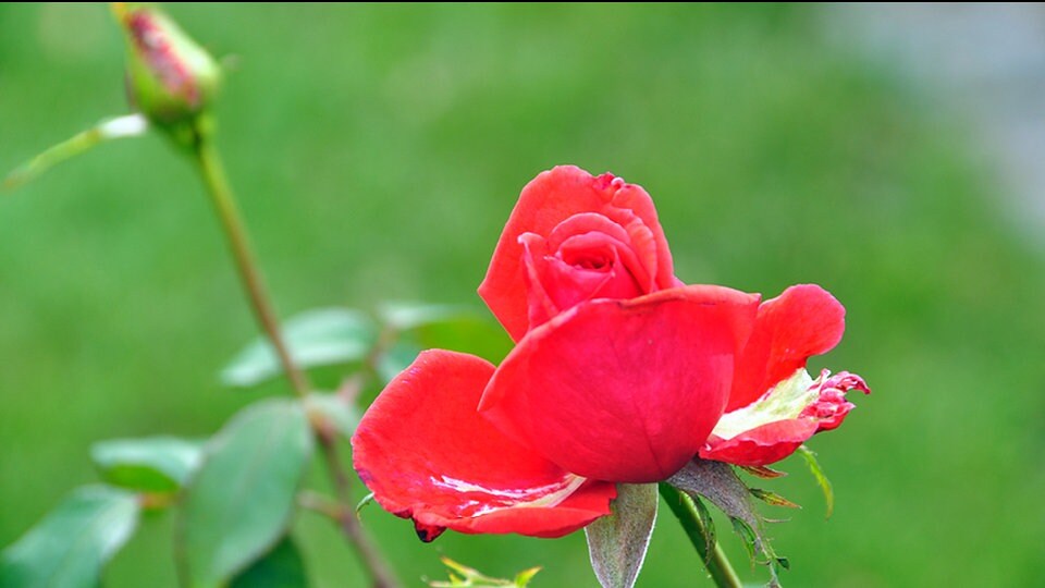Duftrosen Diese Blüten riechen besonders intensiv MDR.DE