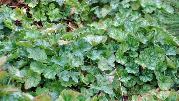 Heuchera der Sorte Ruby Bells