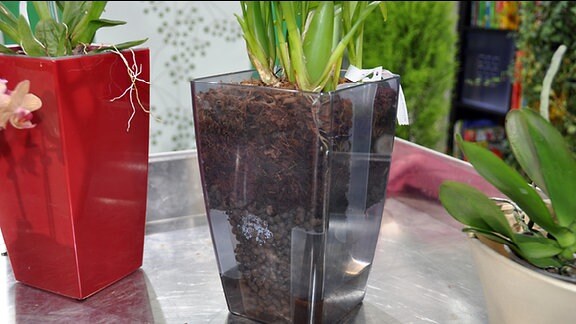 bepflanzter Orchideentopf mit Wassertank