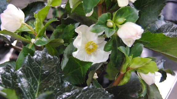 Weiße Blüte an einer Christrose der Sorte Ice N' Roses Early Rose 