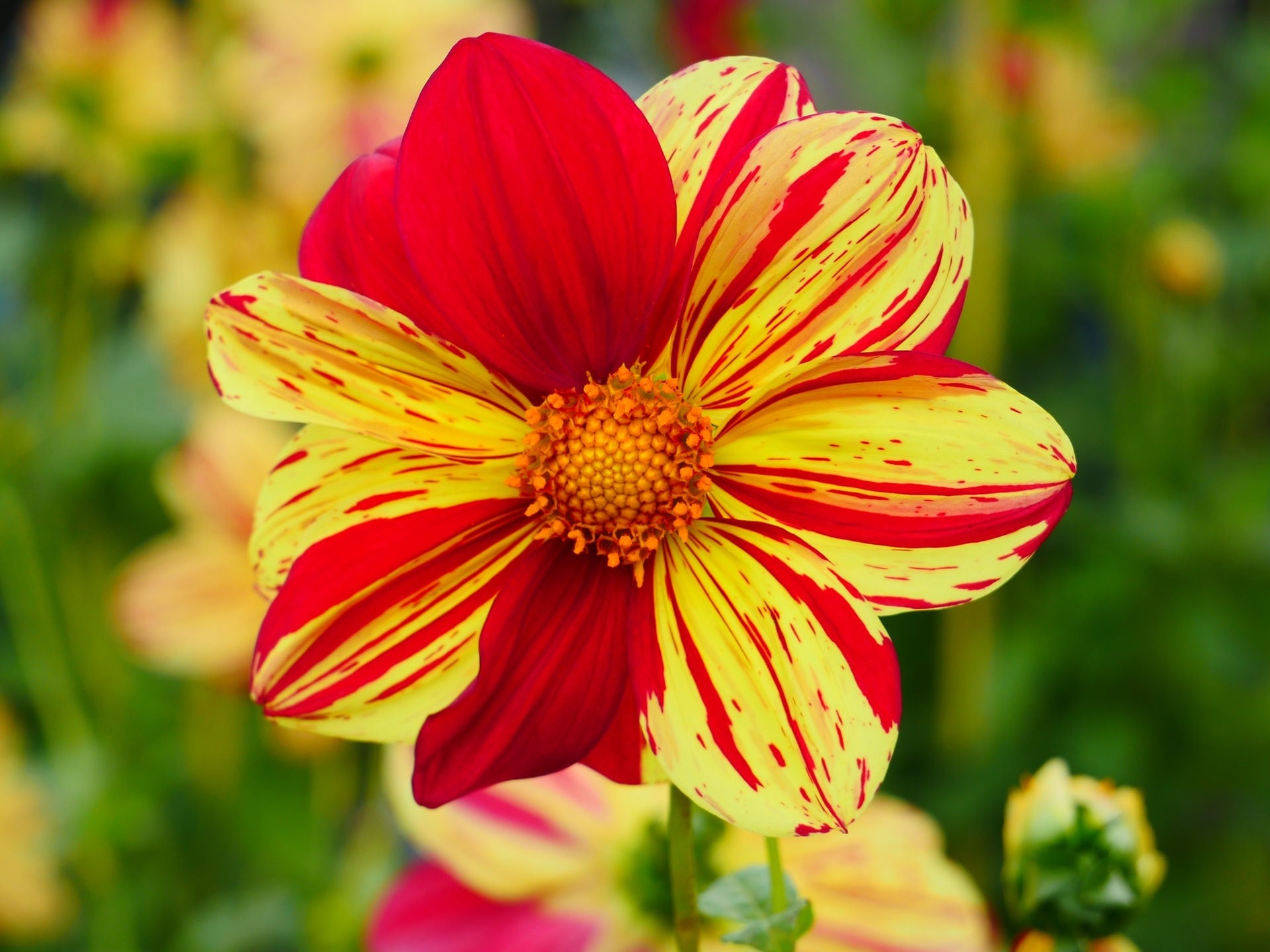 Hier sehen Sie die schönsten Dahlien aus dem MDR Garten | MDR.DE