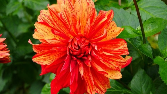 Rot-Orange Blüte einer Dahlie.