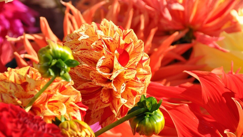 Dahlien Prächtige Herbstblumen mit großer Vielfalt MDR.DE