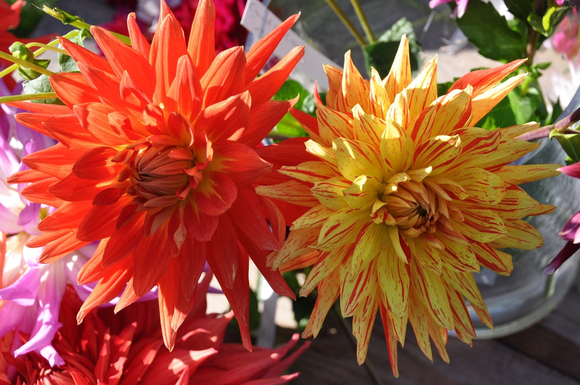 Dahlie Spannendes rund um die Herbstschönheit MDR.DE