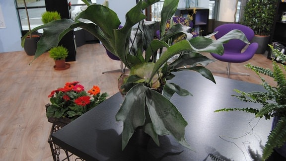 Ein Farn mit Blättern, die an ein Geweih oder Elchschaufeln erinnern, steht in einem Topf auf einem schwarzen Tisch