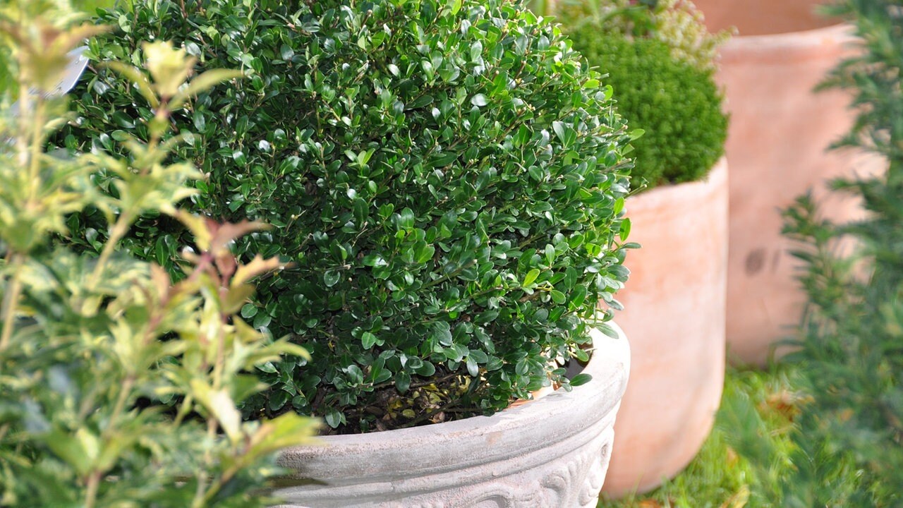 Fycooler K/ünstliche Pflanzen im Topf K/ünstlicher Buchsbaum Topiary Baum K/ünstlicher kugelf/örmiger Baum Gef/älschte gr/üne Grasstr/äucher Bonsai Faux Greenery f/ür Home D/écor Office Garden Decoration