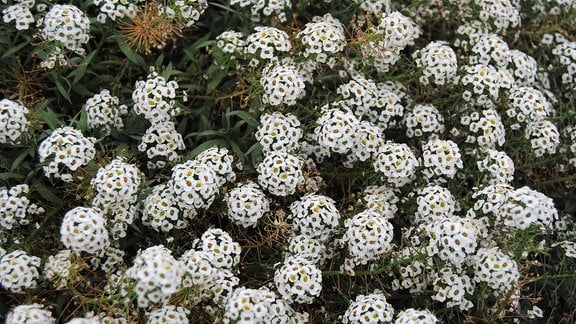 Zahlreiche kleine weiße Blüten einer Duftsteinrich-Pflanze der Sorte 'White Stream'