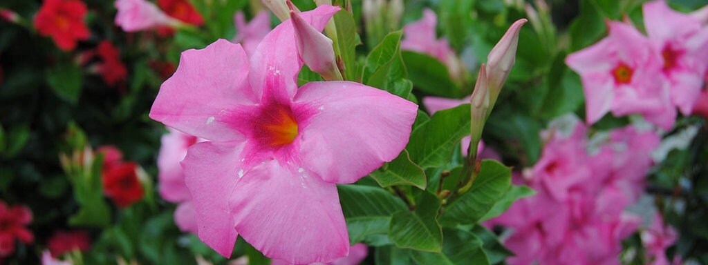 Dipladenia Oder Mandevilla Exotischer Dauerbluher Auf Dem Balkon Mdr De