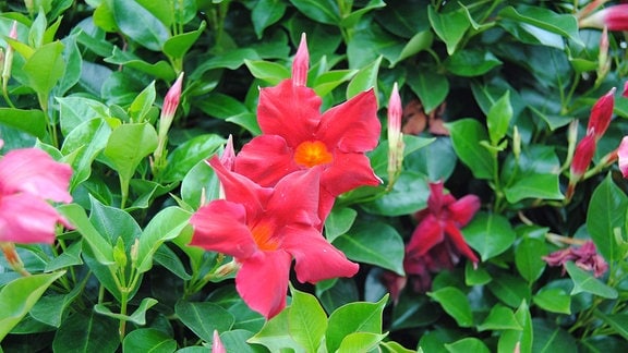 Hellrote und im Inneren orangefarbene Blüten sowie Knospen an einer Mandevilla-Pflanze