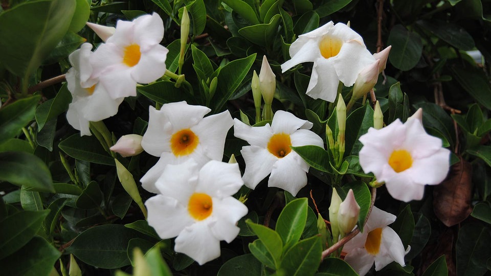 Dipladenia Oder Mandevilla Exotischer Dauerbluher Auf Dem Balkon Mdr De