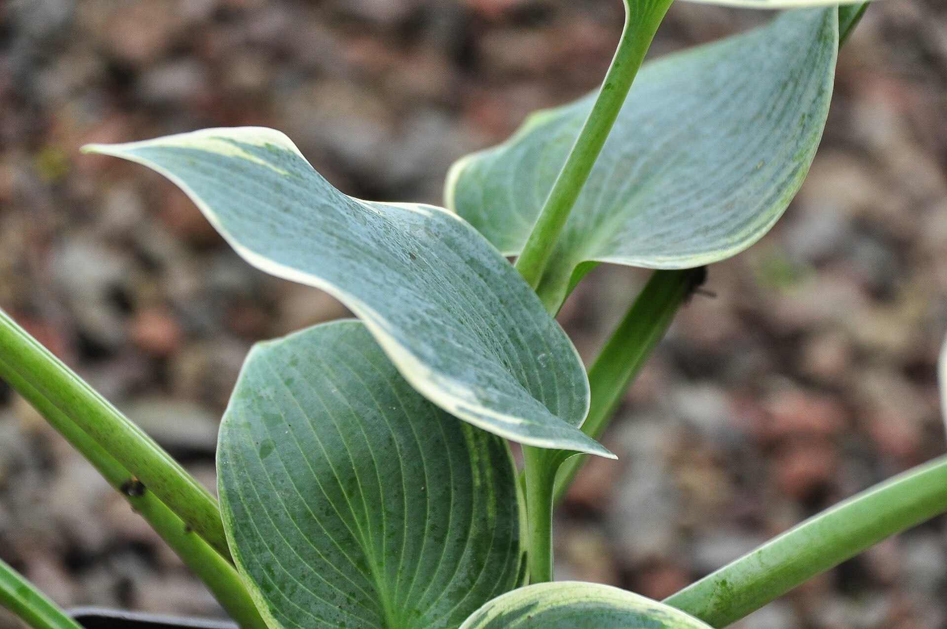 Hosta Schneckenfeste FunkienSorten MDR.DE