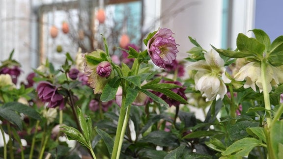 Lenzrosen Double Ellen-Mix Blick auf verschiedenen Blüten in Weiß- und Lila-Farbtönen. Im Hintergrund ist ein Osterstrauch zu erkennen. 