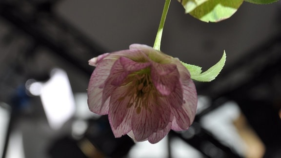 Lenzrose 'Lily' - Nahaufnahme einer hängenden lila-weißen Blüte von unten. 