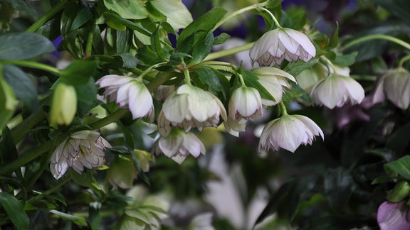 Lenzrose 'SP Elly' - Weiße, hängende Blüten an grünen Stängeln. 