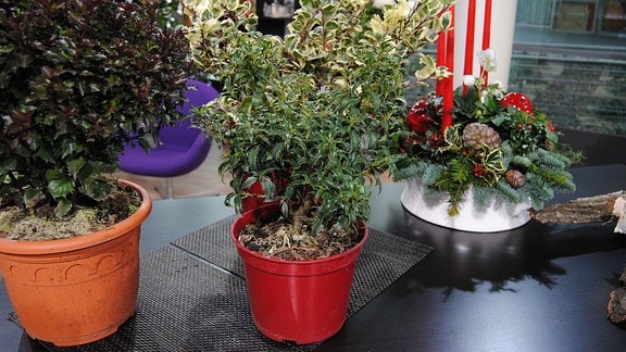 Drei verschiedenen Zwerg-Ilex-Pflanzen in Töpfen stehen neben einem weihnachtlichen Gesteck mit immergrünen Zweigen auf einem schwarzen Tisch