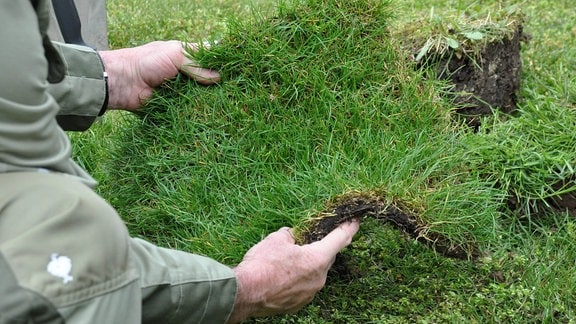 Zwei Hände halten ein viereckiges Stück Rasen in der Hand. 