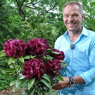 Rhododendron Richtig Pflanzen Und Pflegen Mdr De
