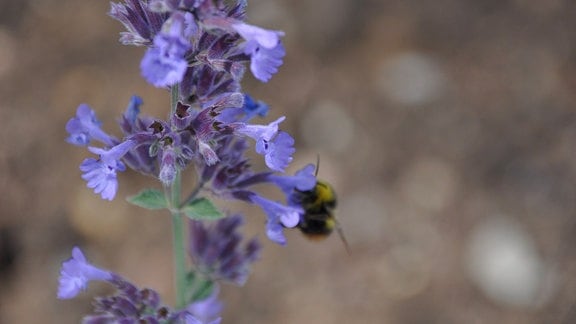 Nahaufnahme leuchtendblauer Blüten mit einer Biene.
